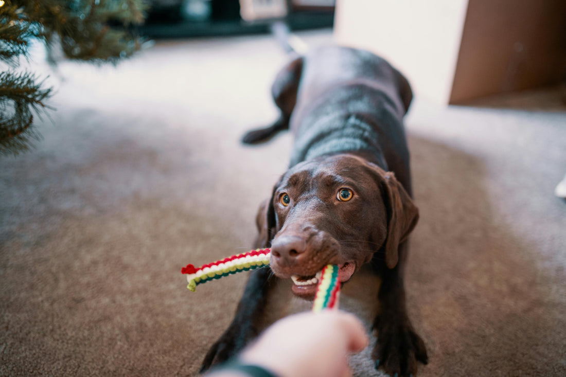🐾 10 Essential Toys to Keep Your Dog Entertained and Happy 🐶✨